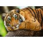 Puzzle Trefl 500el Portret Tygrysa - 3